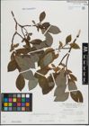Foto von Salix hastata L.